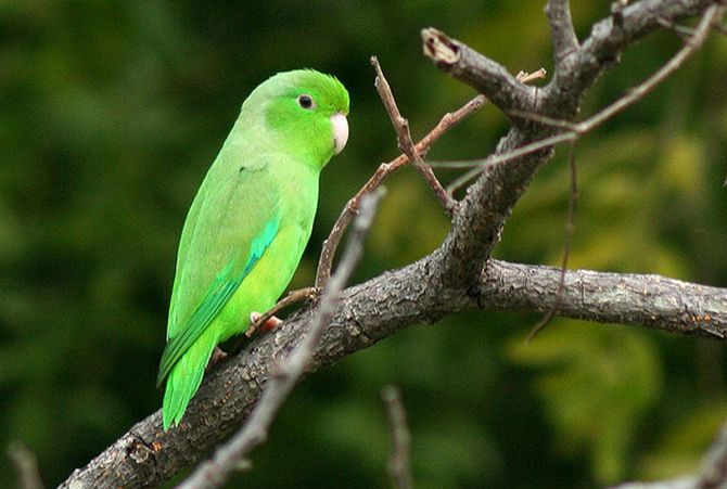 九游体育APP-一分钟了解鹦鹉